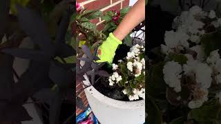 How to create stunning planters in minutes! #garden #springgarden #gardeninspiration #gardenflower