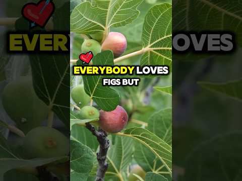 Most people don’t realize how important fig leaves are #tips #gardening #plants #garden #shorts