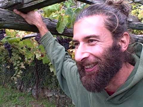 DBGitalia visits Matteo of Chiussuma during the harvest of Carema, Oct'19