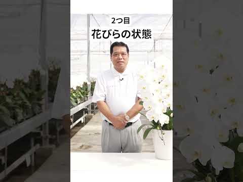 【胡蝶蘭】プロが教える失敗しない胡蝶蘭の選び方3選