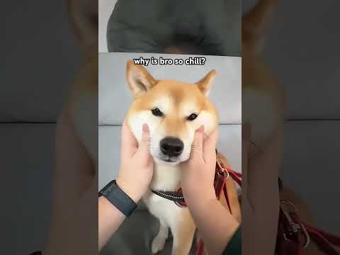 Just chill bro.... #cutenessoverload