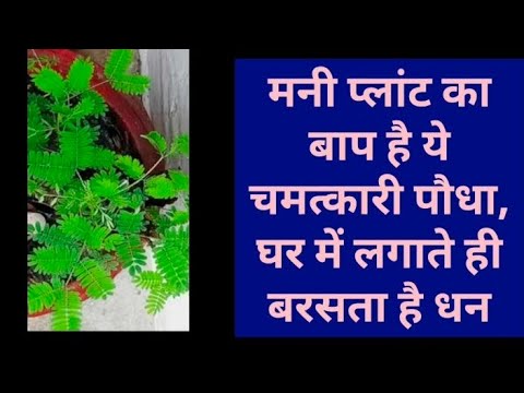 मनी प्लांट का बाप है ये चमत्कारी पौधा, घर में लगाते ही बरसता है धन।। जगदम्बा ज्योतिष दर्पण।। टिप्स।।