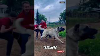 Powerful Dog Breed Turkish kangal Shepherd Dog #kangal #shorts #ytshorts #shortvideo