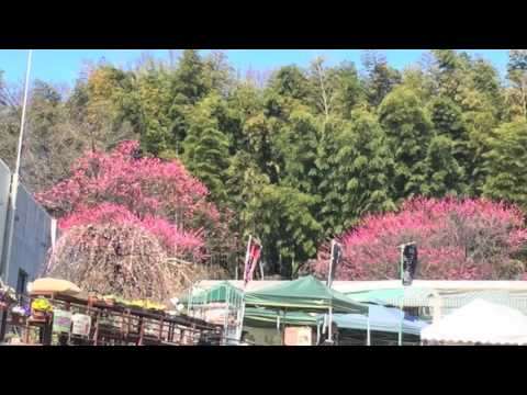 枝垂れ梅祭り 名古屋農業センター2016
