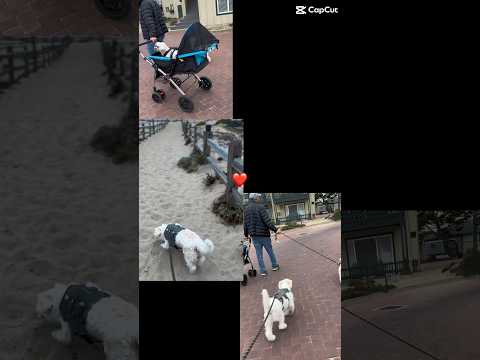 Are you walking your senior dog?