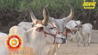 EPISODE #241 Go Gita Mahima Satsang- Shraddhey Gorishi Swami Shri Dattasharananandaji Maharajji, ...