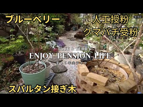 ブルーベリーの人工授粉 と お気に入りスパルタン(接ぎ木苗)　クマバチも受粉を手伝ってくれてます