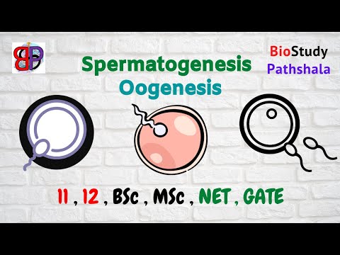 GAMETOGENESIS : SPERMATOGENESIS & OOGENESIS || Developmental Biology || Life Sciences