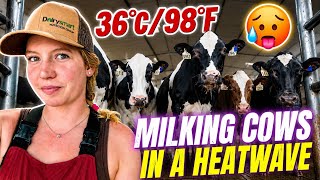 Milking in a Heatwave!