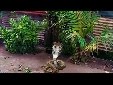 Ichadhari naagin ka roop badalne wala video #naagin7 #vfx #colourstv #naagin7promo @Handbasket-tv