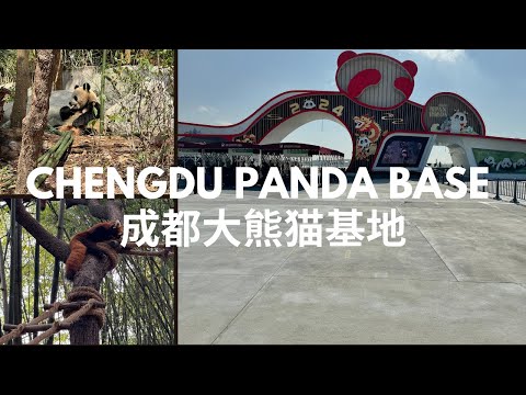 Chengdu Panda Base day trip 🇨🇳 World’s largest panda base in China, Chengdu China Travel