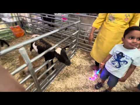 Petting Zoo - Best Festival in New Jersey- Youth Sports Festival