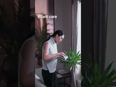 plant care #plants #airpurifier #indoorsplants #plantcare