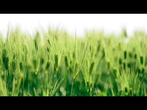 Wheat field