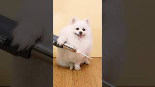 Mouse clip trick!#funny #smartnico #puppy #fyp #funnydogs
