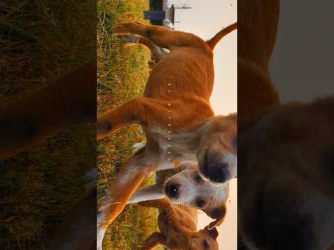 Wait for It… Here Comes the Cutest Trio Ever! 🐕🐾✨ #shortsfeed #dogs
