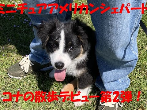 お散歩行きMAS！コナ、出陣！②