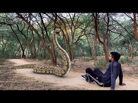 Realstic Big Snake In Real Life 9 HD Video| Big Anaconda| Vikku Films