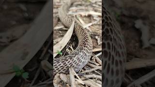 गेहूं छाप वाला सांप को अच्छी तरह पहचान लें #snake #viralvideo #trending #youtubeshorts #shorts