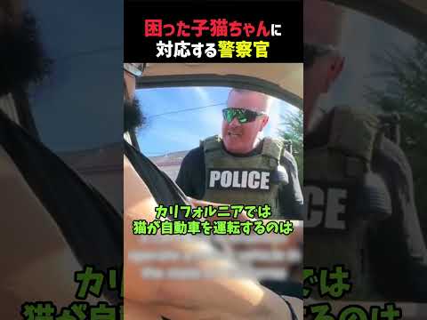 困った子猫ちゃん