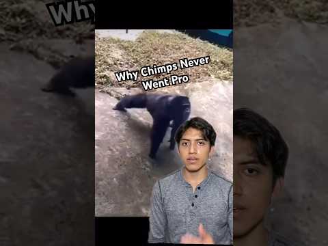 Why Chimps Never Went Pro #animal #prehistoric #horror #nature #apes