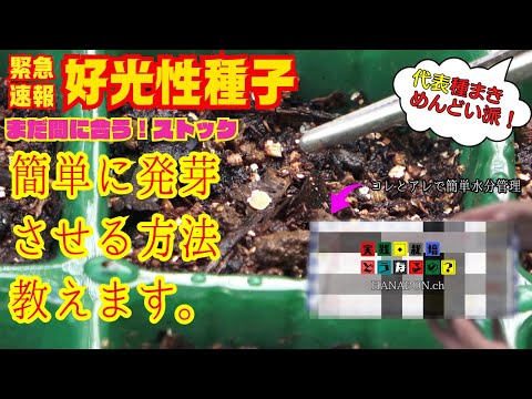 緊急速報!!【種まき】まだ間に合うストック好光性種子簡単に発芽する方法教えます。【ストック】種のまき方【園芸】