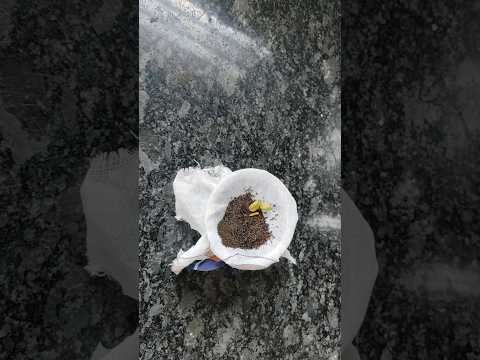 Ever made chai this way | Trending Dum Chai | Dum Chai | Viral Tea Recipe #shorts #tea