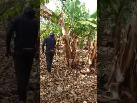 ISRAEL TECHNOLOGY Large period banana farming yield are double