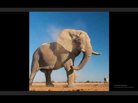 Animal World: Sounds & Fun