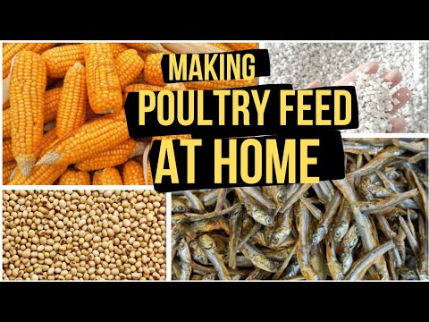 HOW TO PREPARE AND MIX POULTRY FEEDS || Making broiler chicks feeds #poultry #farm #broiler