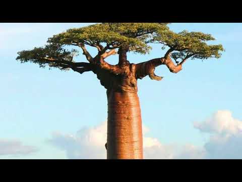 The Baobab's Secret  A Tale from Africa