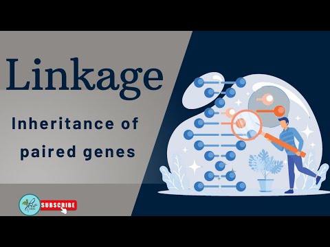 Linkage and recombinations|| Thomas Hunt Morgan experiment || Genetics