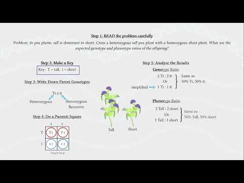 Solving Simple Genetics Problems with Punnett Squares