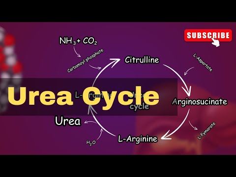 Urea cycle Explained||  Urea cycle biochemistry || conversion of Ammonia into Urea