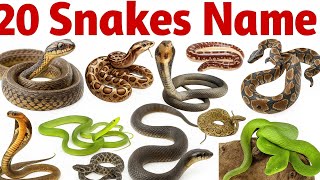 Snake Names for Kids |Learn SnakeTypes and Facts with Fun Pictures and Sounds