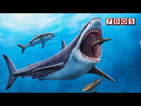 Evidence of Megalodon Attacking Each Other Found