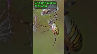 Spiders Could EAT US ALL!
