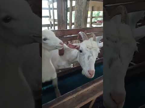 Cute Goats #indian #desi #village