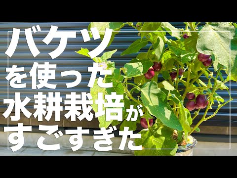 【超省スペース多収穫】ミニバケツからミニナスが120個以上収穫出来た最強水耕栽培術｜種まきから収穫まで！