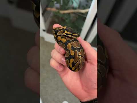 Baby Ball Python Clutch UPDATE! #shorts #animals #reptiles #snakes #baby #ballpython #eggs