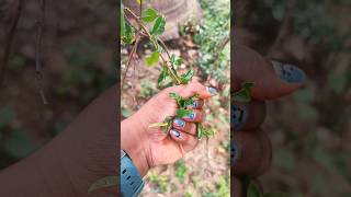 #small#pomegranate#tree#shorts# pomegranate #fruit #viral#tranding #song