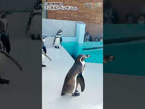 かわいい！ 小諸市動物園のフンボルトペンギン (Humboldt penguin)