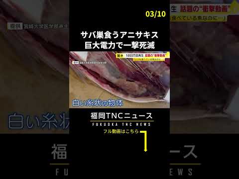 サバ巣食うアニサキス　巨大電力で一撃死滅　食中毒は3月が最多　#shorts #ニュース #福岡 #アニサキス #食中毒