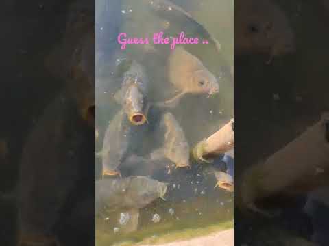 #fishes #guesstheplace #fish pond