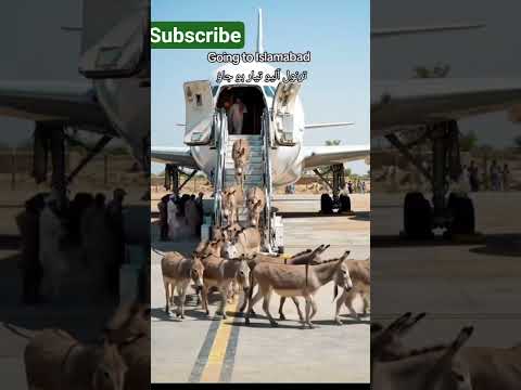 Parcel Delivered To Islamabad #trending#funny#funnyclips #islamabad #islamabadwaqia#viral #trend2025