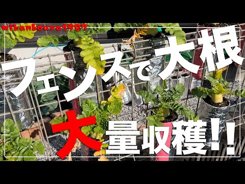 【スペース活用術】フェンスを利用してペットボトルで大根を栽培する方法！|家庭菜園初心者おすすめ！
