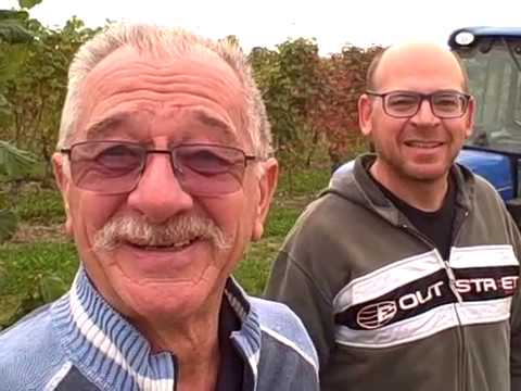 DBGitalia visits Verduno's Cascina Massara (Burlotto) as they harvest their Neirane vyd, Oct'19