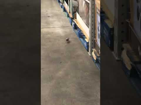 Bird goes to Sams