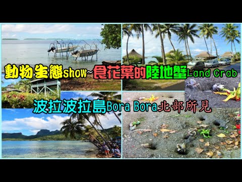 動物生態show—食花葉的陸地蟹Land Crab  波拉波拉島Bora Bora北部所見