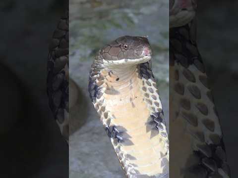 The King Cobra: Everything You Need to Know!